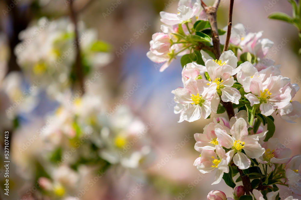 Spring blooming sakura trees. Pink flowers Sakura Spring landscape with blooming pink tree. Beautiful sakura garden on a sunny day.Beautiful concept of romance and love with delicate flowers. Spring blooming sakura trees. Pink flowers Sakura Spring landscape with blooming pink tree. Beautiful sakura garden on a sunny day.Beautiful concept of romance and love with delicate flowers.
