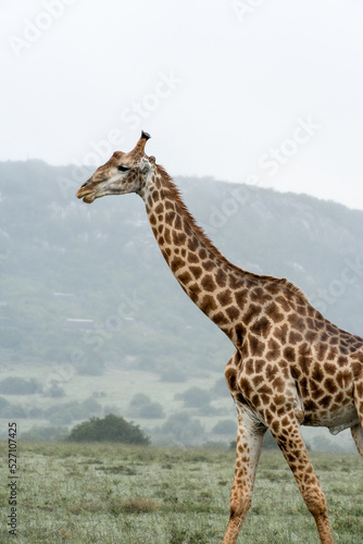Giraffe Safari © Ronks