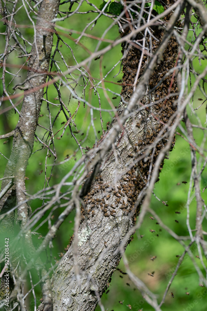 A small swarm of bees swarms on a tree in the garden. A small swarm of bees swarms on a tree in the garden.