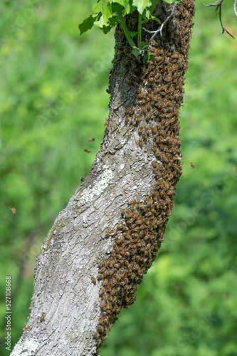 Honey bees swarm on trees, insects are workers.