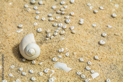 shells on the beach © Ronnie