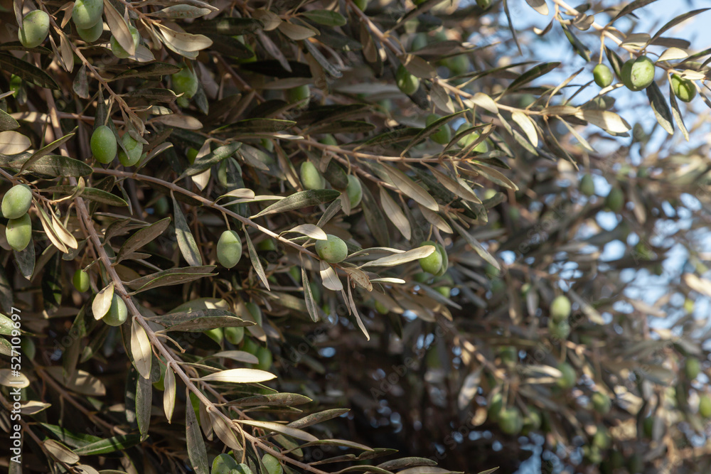 Growing on the olive branch. Selective focus. Growing on the olive branch. Selective focus.