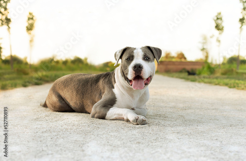 Fototapeta Naklejka Na Ścianę i Meble -  young Stafford sitting in a meadow. The American Staffordshire terrier is a dog breed that has ancestors in English bulldogs and terriers. Their closest relatives, the American pit bull terrier. 