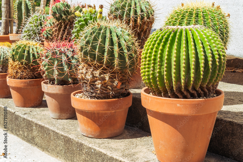 Cacti in pots in botanical garden Cacti in pots in botanical garden