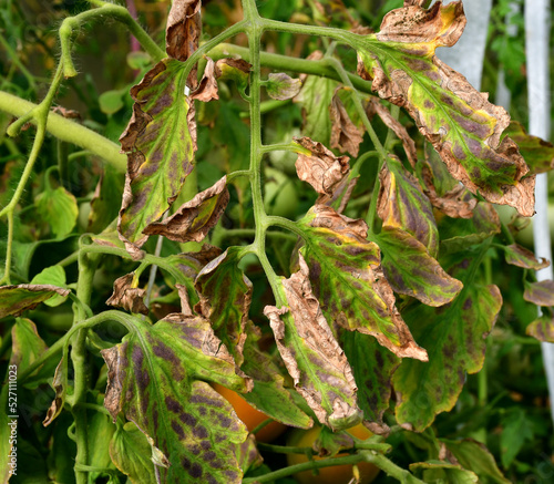 Tomato leaves with dark dry spots. Leaves affected by disease or pests. Problems with amateur organic tomato growing in a greenhouse