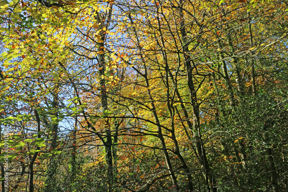 Beech trees in Autumn	