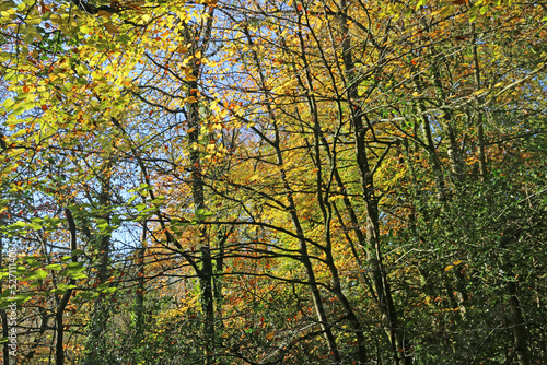 Beech trees in Autumn 