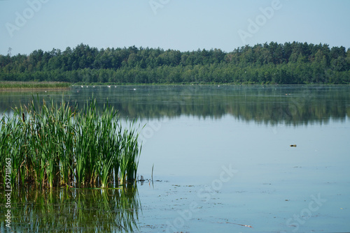 Fototapeta Naklejka Na Ścianę i Meble -  Sasek Mały