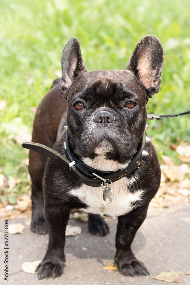 Cute black French bulldog walks in the park on a beautiful summer day