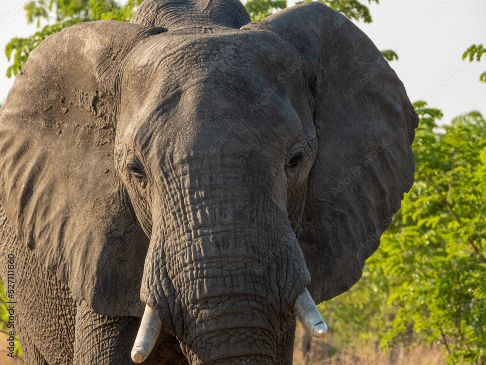 Elephant Portrait on Safari