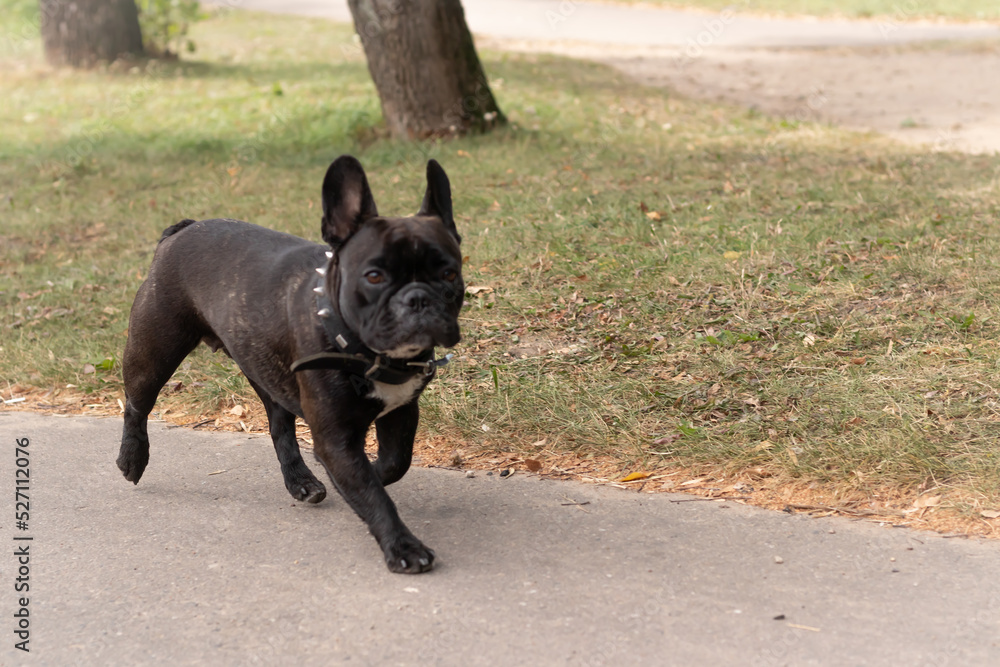 Cute black French bulldog walks in the park on a beautiful summer day Cute black French bulldog walks in the park on a beautiful summer day