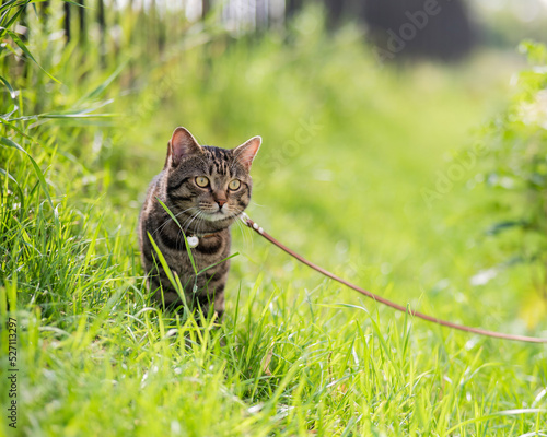 Gray striped cat walks on a leash on green grass outdoors. 