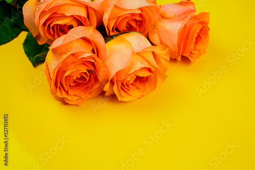 Background for Valentine s Day  March eighth  mother s Day  with pink roses. with space to copy