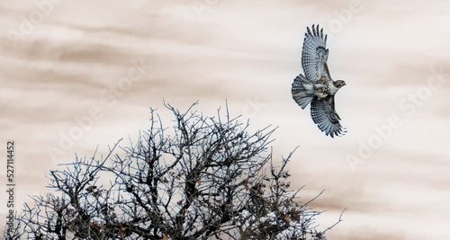 Hawk flying  © johncparham