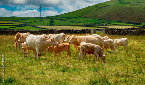 Fotografia cows grazing in a field