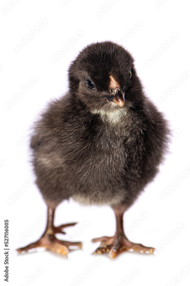 Obraz premium Cute chicken isolated on white background