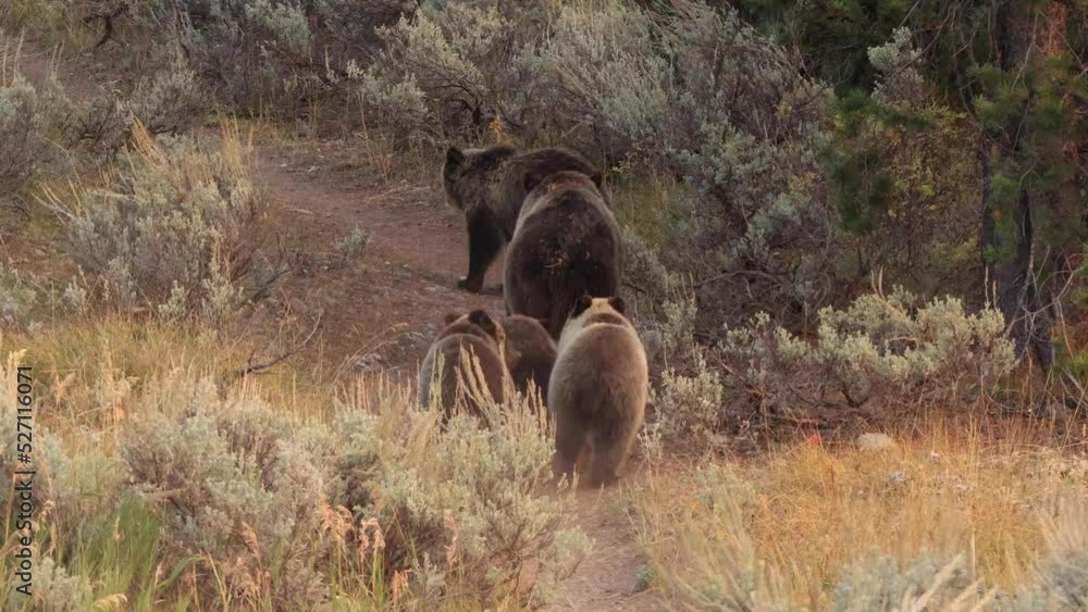 Mother Grizzly Bear and her four cubs in Grand Teton National Park Mother Grizzly Bear and her four cubs in Grand Teton National Park