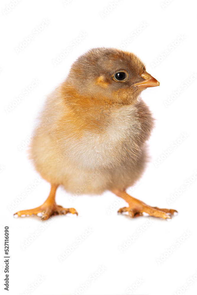 Cute chicken isolated on white background Cute chicken isolated on white background