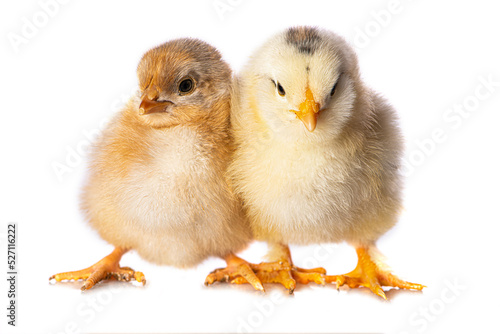 Cute chicken isolated on white background