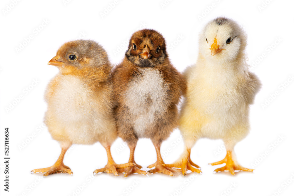 Cute chicken isolated on white background