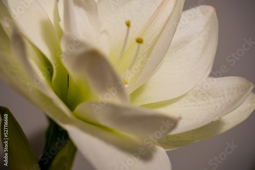 Beautiful blooming white amaryllis on dark background. White flower with visible delicate anthers. Post card. Greeting card. Flower background