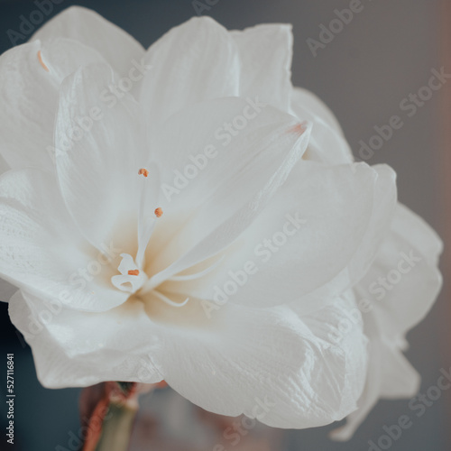 Beautiful blooming white amaryllis on dark background. White flower with visible delicate anthers. Post card. Greeting card. Flower background