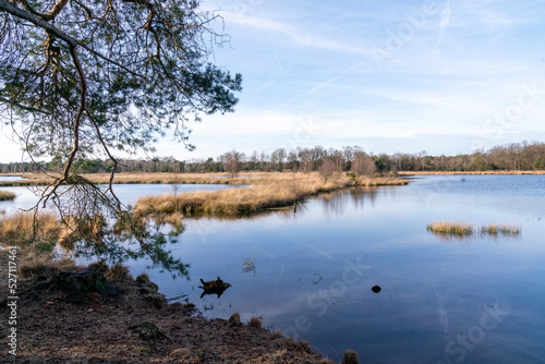 Lake view during daytime with pine trees surrounding the lake in The Netherlands