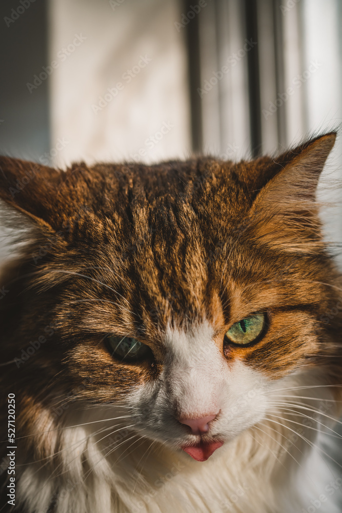 Portrait of beautiful female cat 