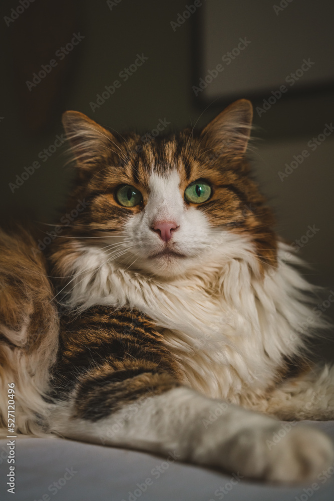 Fototapeta premium Portrait of beautiful female cat 
