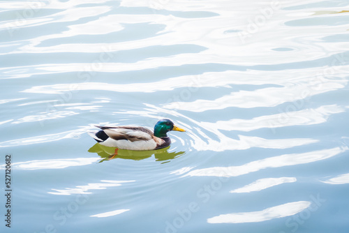 Birds and animals in wildlife concept. Male mallard duck swimming on the pond. Amazing wild duck swims in lake or river