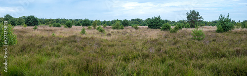 Heath panorama landscape in Bladel (Nl) photo