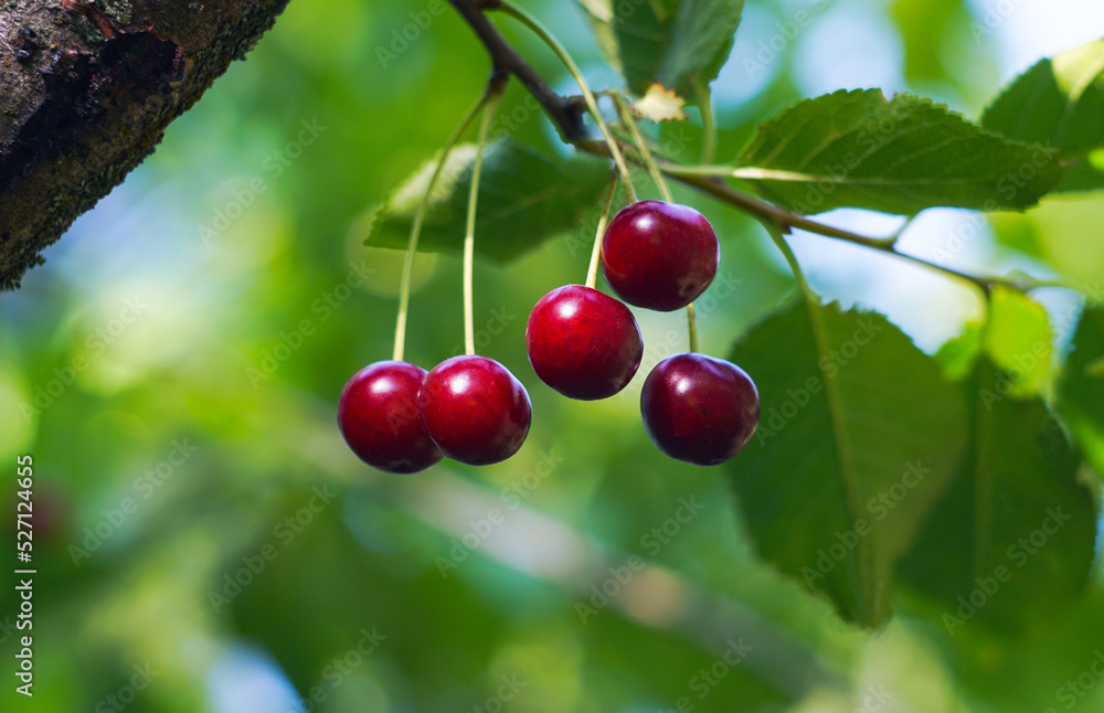 Cherries hang from cherry branches Cherries hang from cherry branches