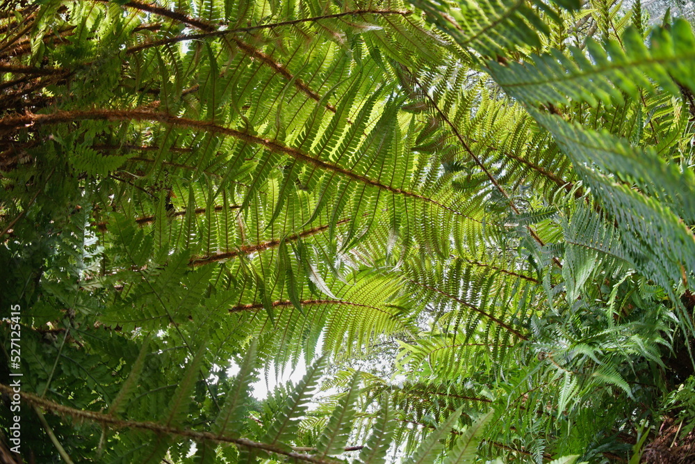 Obraz premium Underside of fern leaves fronds, Dryopteris affinis, the scaly male fern or golden-scaled male fern, Galicia, Spain