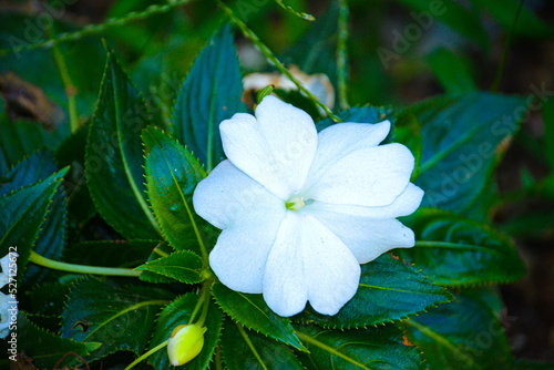 white flower in the garden