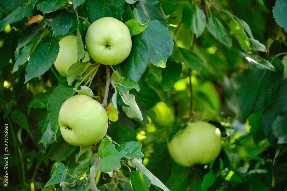 Ripe green apples weighing branch against background green foliage. Ripe green apples weighing branch against background green foliage.