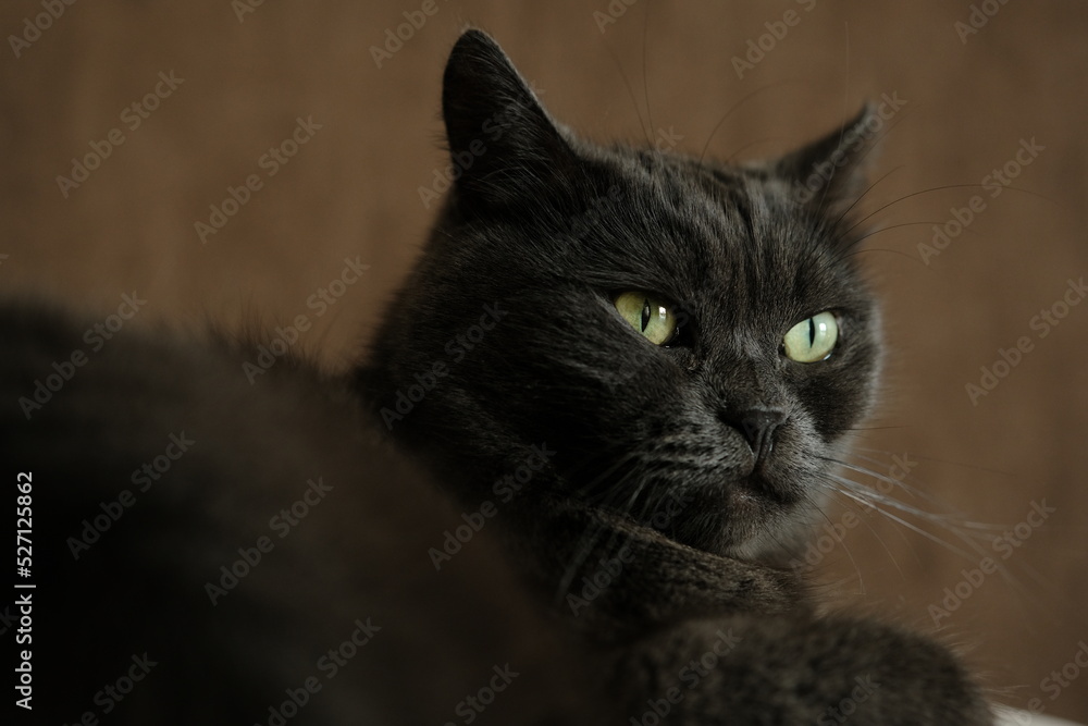 British shorthair cat head closeup with green eyes on brown background
