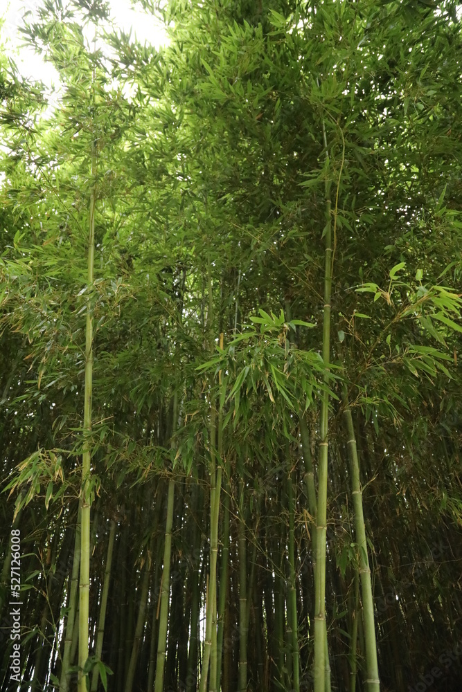 Naklejka premium bamboo forest