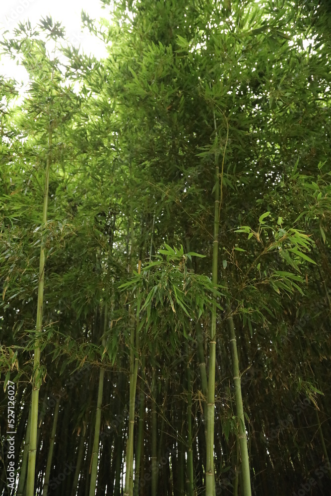 bamboo forest bamboo forest