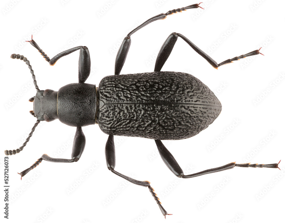 Upis ceramboides is a species of beetle in the family Tenebrionidae
