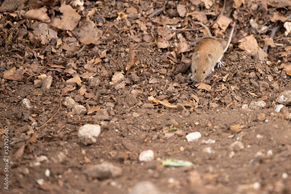 Bank vole in autumn forest