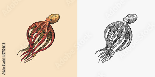 Sea octopus. Engraved hand drawn in old sketch, vintage creature. Nautical or marine, monster. Animal in the ocean. Template for logos, labels and emblems.
