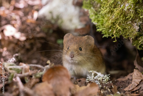 Obraz na płótnie Bank vole in autumn forest