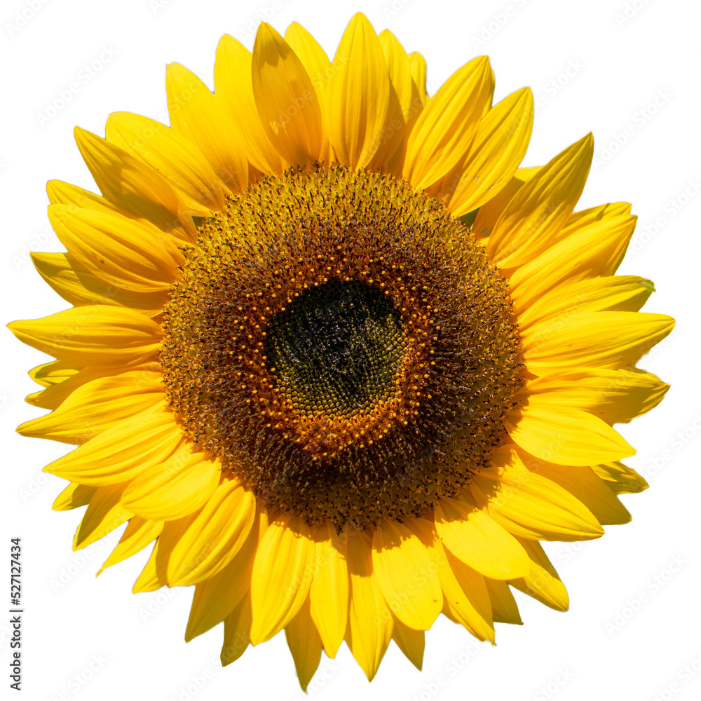 Fototapeta premium sunflower cropped