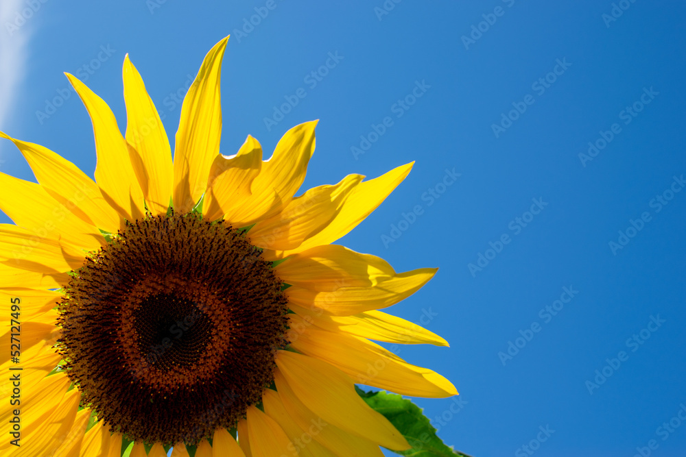 Naklejka premium sunflower on blue background