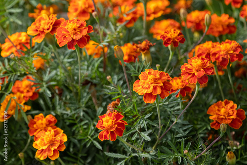 Marigolds bush. Bright orange flowers on a flower bed. Folk medicine. Medicinal plant. Garden culture.