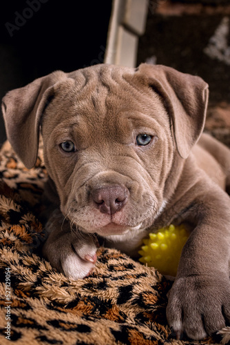 Seven week old pit bull puppy outdoors on a sunny day.