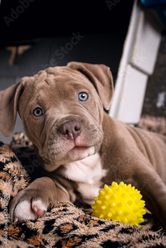 Seven week old pit bull puppy outdoors on a sunny day.
