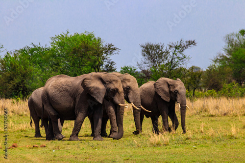 Herd of african elephants in savanna in Serengeti National park in Tanzania