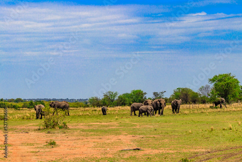 Herd of african elephants in savanna in Serengeti National park in Tanzania