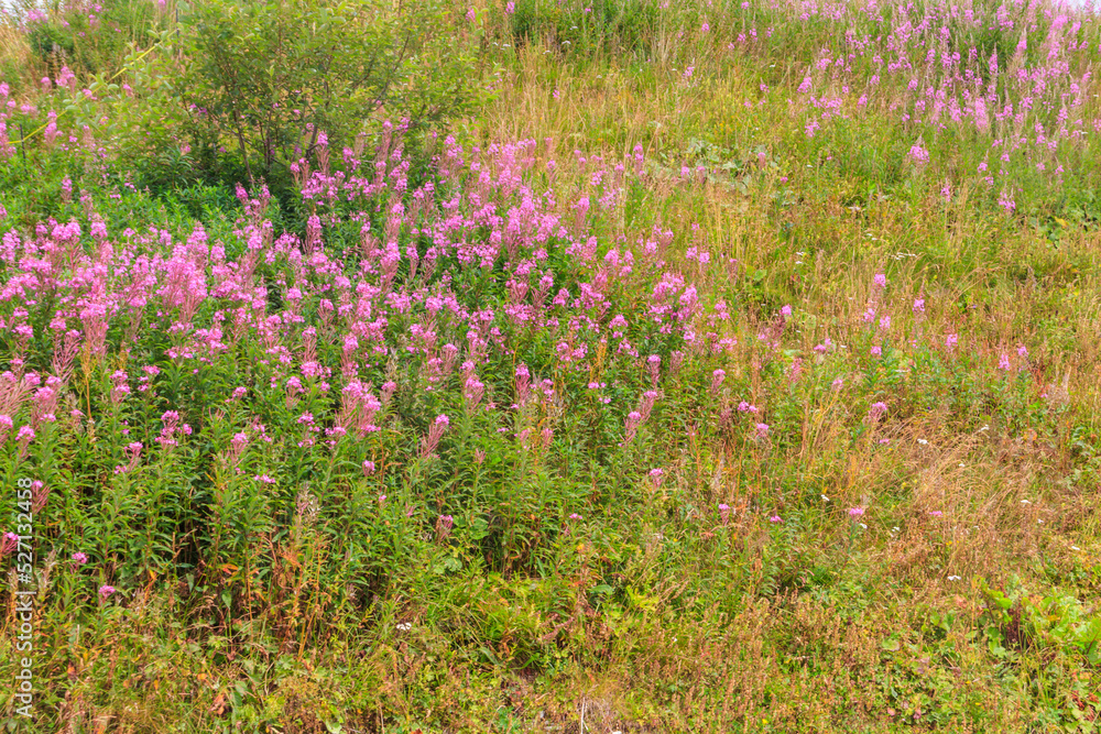 Rosebay willowherb or fireweed (Chamaenerion angustifolium) growing on the alpine meadow Rosebay willowherb or fireweed (Chamaenerion angustifolium) growing on the alpine meadow